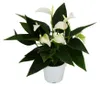 Malý kvet plamenáka - Anthurium andreanum - Baby Anthurium Náhled obrázku produktu 1
