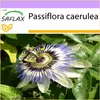 SAFLAX - Modrá mučenka - Passiflora caerulea - 25 Semená Náhľad obrázku produktu 7
