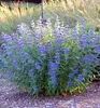 Bartblume ´DARK KNIGHT´ 40-50 cm, kont. 2,5 l Produktbild-Vorschau 1