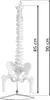Anatomie Modell Skelett Wirbelsäule mit Becken ​Lebensgroß Produktbild-Vorschau 7