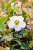 A close-up of a white hellebore flower with green and yellow accents in its center, surrounded by green and pinkish leaves. Produktbild-Vorschau