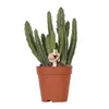 Kolibri Greens | Zelená rostlina – Stapelia – Ø 6 cm Náhled obrázku produktu 9