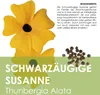 Schwarzäugige Susanne (Thunbergia alata) - Wunderschöne Produktbild-Vorschau 3