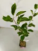 A small apple tree sapling in a pot, shown against a plain white background. Podgląd zdjęcia produktu