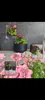 HEOS DLHEN400 runder Blumentopf mit Einsatz | Anthrazit Produktbild-Vorschau 6