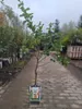 A young tree in a pot with a label, standing on a paved path in a nursery or garden center. Produktbild-Vorschau