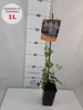 Clematide Markham Rosa 1L Anteprima dell’immagine prodotto 2