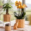 Kolibří orchideje - oranžová zlatá orchidej Phalaenopsis - Náhled obrázku produktu 13