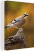 MuchoWow® - Leinwandbilder - Vogel - Zweig - Eichelhäher, Produktbild-Vorschau 1