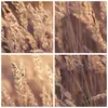 Bilder auf glas - Einteilig - Boho Ähren Feld - 70x50cm - Produktbild-Vorschau 8