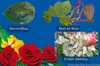 Rosen-Pilzfrei Saprol Konzentrat Produktbild-Vorschau 6