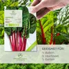 Mangold Samen (Rhubarb, 25 Korn) - Mangold Saatgut aus . Produktbild-Vorschau 2