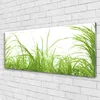 Acrylglasbilder 125x50 Wandbild Druck Gras Natur Produktbild-Vorschau 1