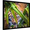 MuchoWow® Gerahmtes Poster Versteckter Sumatra-Tiger Produktbild-Vorschau 1