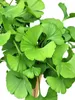 Albero a ventaglio 'Ginkgo biloba Mariken' standard 80 cm Anteprima dell’immagine prodotto 2