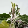 Korbmarante - Calathea Lietzei 'White Fusion' - Höhe Produktbild-Vorschau 3
