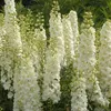 6 x Ridderspoor  - Delphinium 'Galahad'  | Topf 9cm x 9cm Produktbild-Vorschau 2