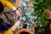 Toraf 10Pcs Eukalyptus Richtige Samen Immergrüner Baum Produktbild-Vorschau 12