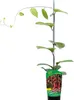 A potted plant with a support stake and a label. Produktbild-Vorschau