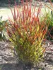Stauden Gänge 5 x Panicum virgatum 'Cardinal' im 1 Liter Produktbild-Vorschau 7