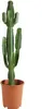 Bloomique - Euphorbia Acrurensis - Euphorbe - Cactus cowboy Voir les images du produit 1