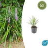 Glöckchentraube - Erba delle orchidee - Liriope muscari Anteprima dell’immagine prodotto 1