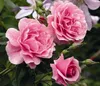 Dehner Rose Kletterrose Camelot®, Züchter Tantau, große Produktbild-Vorschau 3