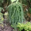 Japanische Lärche ´BORING WEEPER´ auf Stamm 120 cm, Cont. Produktbild-Vorschau 4