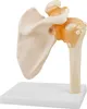 Anatomie Model kostry Model lidského ramene Anatomie v Náhled obrázku produktu 2