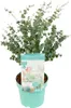 Bloomique - Eukalyptus Gunii Azura - Eukalyptus Pflanze - Produktbild-Vorschau 1