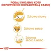 Royal Canin Feline Maine Coon - 4 kg Voir les images du produit 4