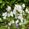 Bloomique - Zestaw 6 sztuk - Campanula Carpatica White Podgląd zdjęcia produktu 3
