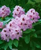 Rhododendron Hybr. 'Blue Peter', Rhododendron, blauviolett, Produktbild-Vorschau 12