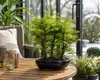 Outdoor Bonsai Urweltmammutbaum (Metasequoia) ca. 30 cm – Produktbild-Vorschau 1