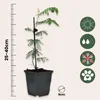 A potted Mimosa dealbata plant with a ruler indicating its height and several care icons. Voir les images du produit