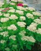 Sedum spectabile 'Stardust', Fetthenne, weißblühend, ca. Produktbild-Vorschau 2