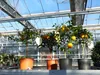 Citrus Yuzu 70 - 80 cm, Zitronenbaum Zitrone, japanische Produktbild-Vorschau 4
