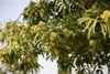 Castanea sativa, Esskastanie, 80–100 cm Produktbild-Vorschau 4