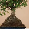 Bloomique - Bonsai Zelkova - Kugelform - Bonsai-Baum - Produktbild-Vorschau 3