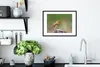 MuchoWow® Gerahmtes Poster Tiere - Vogel - Rotkehlchen Produktbild-Vorschau 4