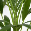 Howea Forsteriana, Kentia Palme, Zimmerpflanze, 90-100 cm, Produktbild-Vorschau 6