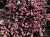 12 x Erica carnea rosa/rosa - Erica rosa 10-12 cm Anteprima dell’immagine prodotto 3