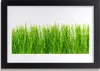 Bild 30x20 MDF-Rahmen Wandkunst Gras Natur Pflanze Produktbild-Vorschau 1