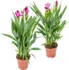 Bloomique - Lot de 2 - Curcuma Siam - Curcuma ornemental - Voir les images du produit 1