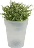 A small green plant in a frosted white pot. Produktbild-Vorschau