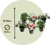 Anti-Moskito-Pflanze - 6 Stk - Pelargonium - Höhe 15-25cm - Produktbild-Vorschau 2