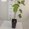Winorośl Iza Zaliwska 2L Podgląd zdjęcia produktu 2