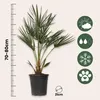 Karłatka niska - Chamaerops humilis - Wysokość 70-80cm - Podgląd zdjęcia produktu 2