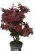 Roter Fächerahorn Acer Palmatum Shaina 80 - 100 cm Ahorn Produktbild-Vorschau 1