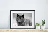 MuchoWow® MuchoWow® Gerahmtes Poster Schwarzer Wolf in Produktbild-Vorschau 6